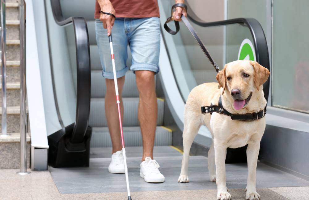 How to Travel With A Guide Dog