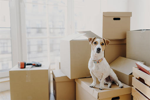 Best Moving Companies Baltimore